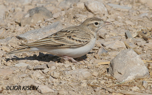 עפרונן קצר אצבעות Greater Short-toed Lark                                                  Calandrella brachydactyla        הערבה,אפריל 2006